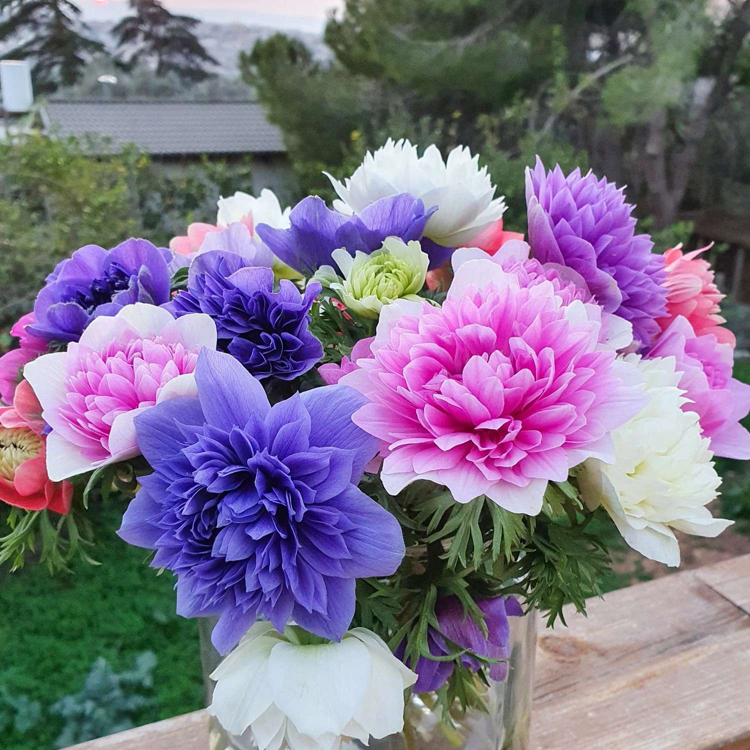 Anemone 'Fullstar Mix' - Anemone